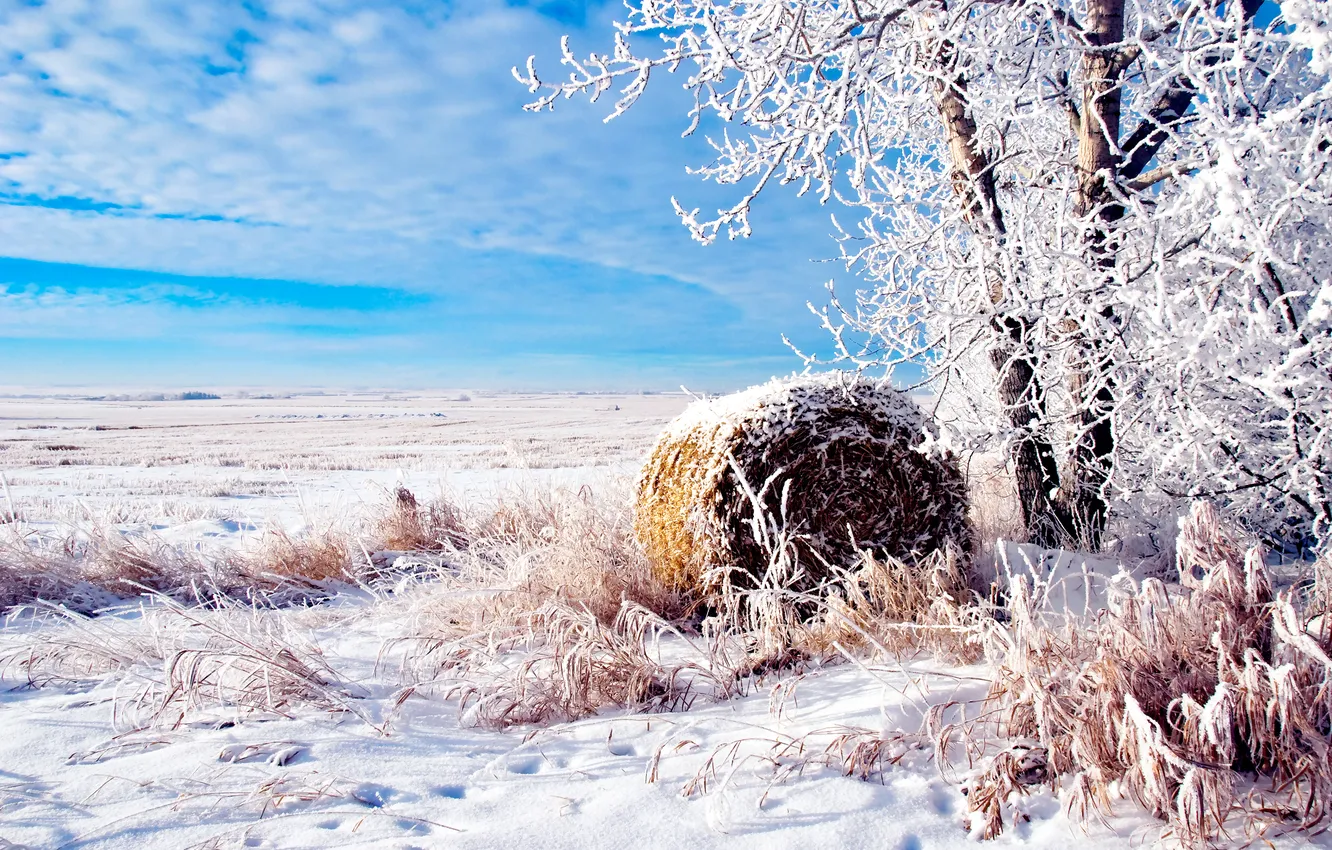 Фото обои Поле, Деревья, Снег, Пейзаж, Иней