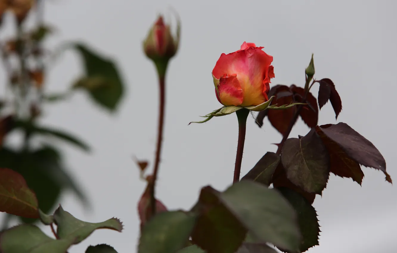 Фото обои белый, фон, роза, поздняя