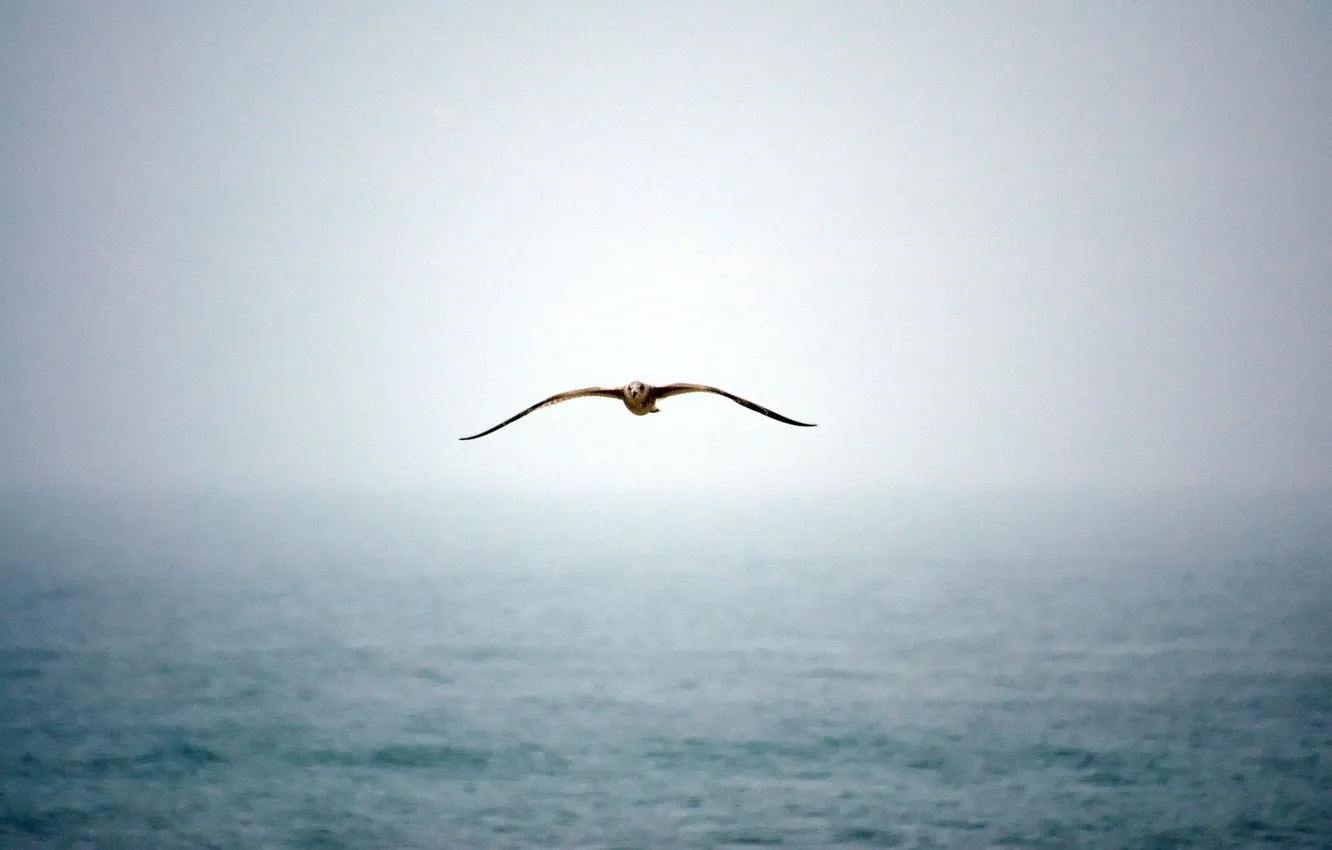 Фото обои вода, туман, чайка