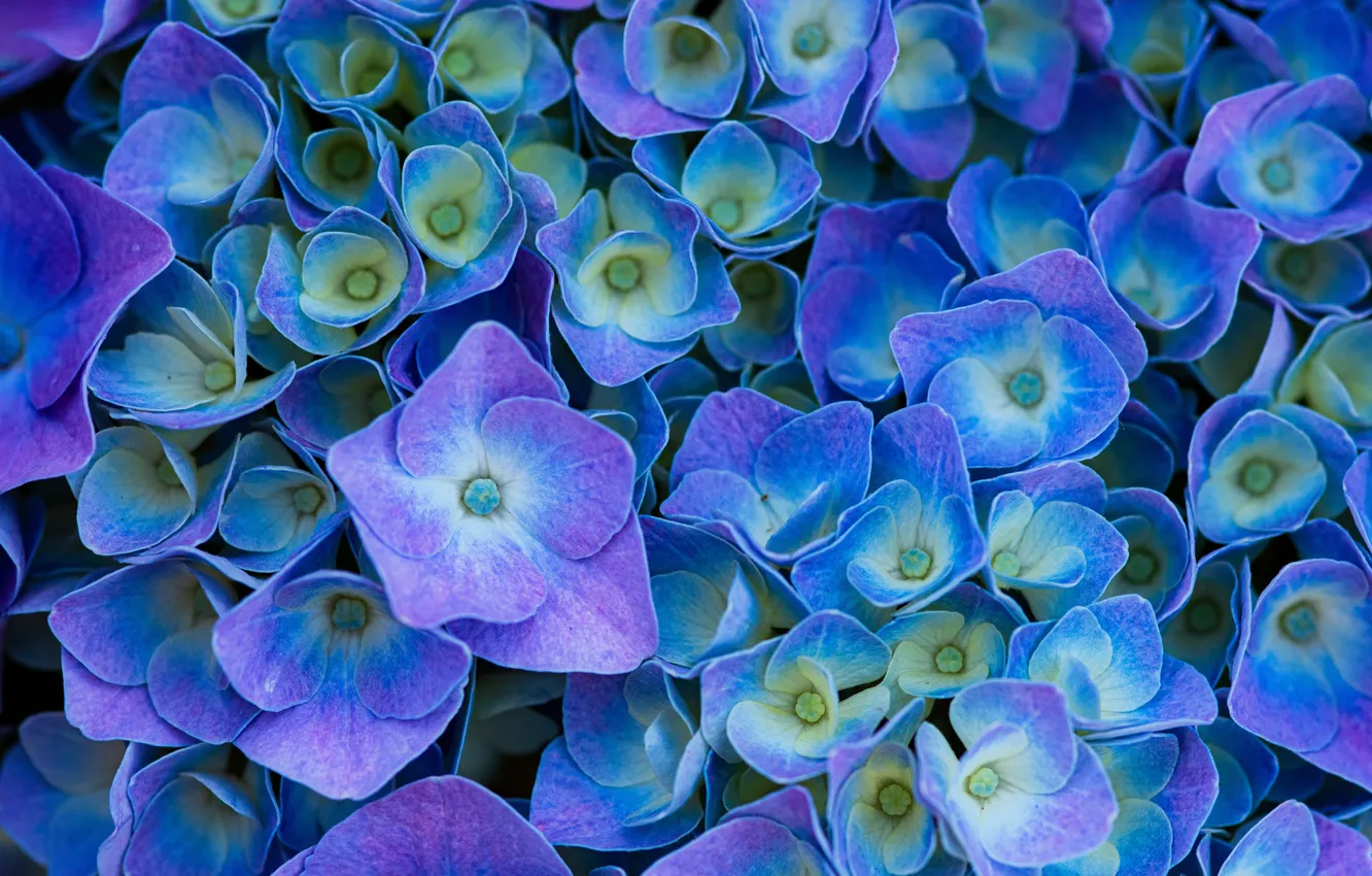 Фото обои Flowers, Purple Flowers, Purple aesthetic, Hydrangea Flowers