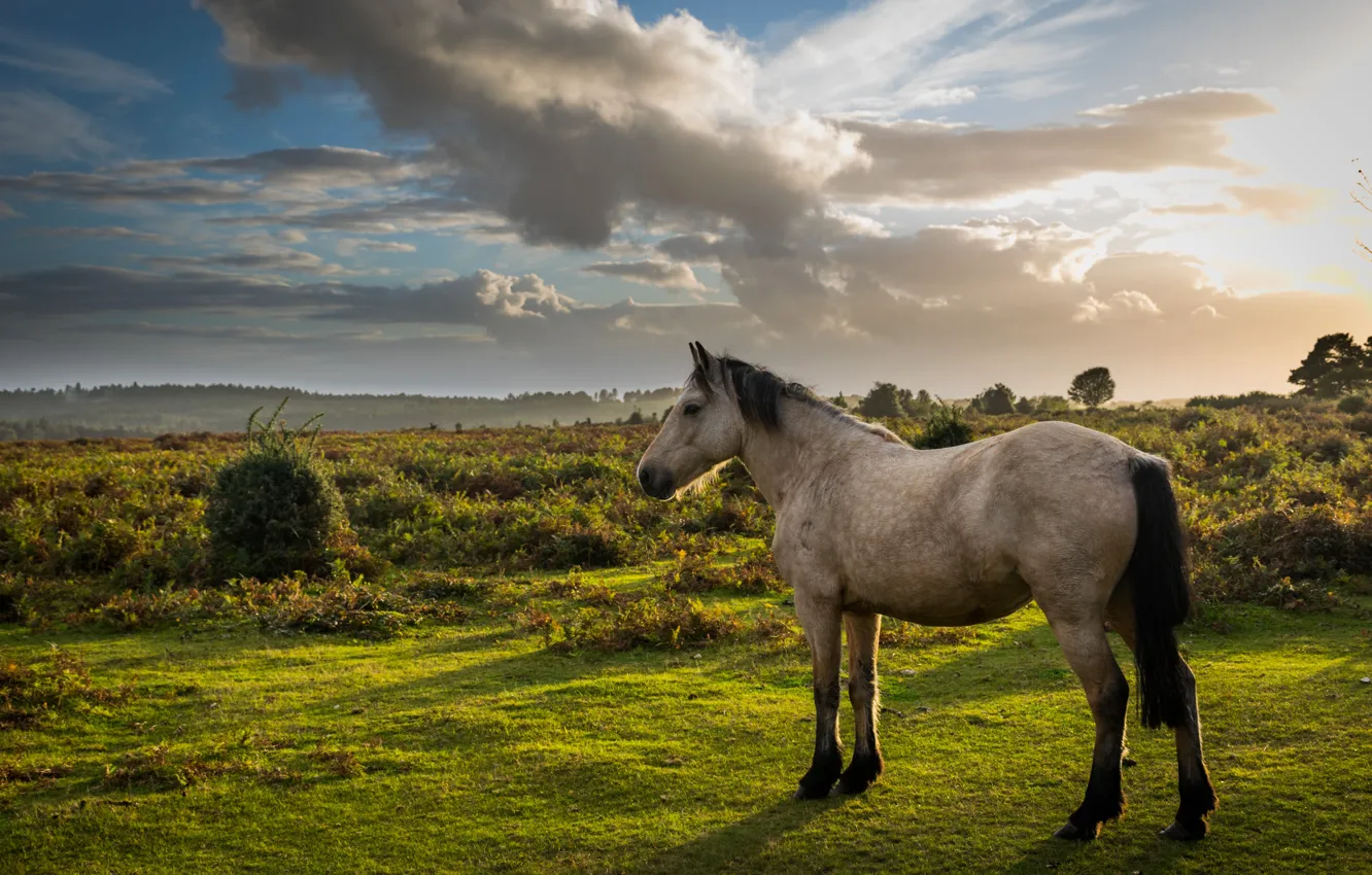 Фото обои поле, трава, конь, лошадь
