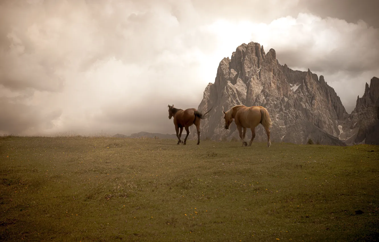 Фото обои поле, горы, скалы, две, кони, лошади, пара, две лошади