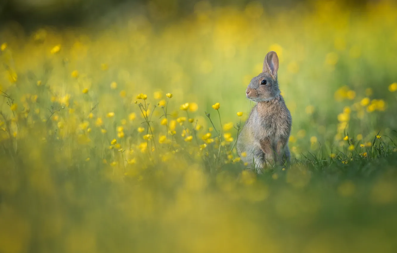 Фото обои цветы, кролик, луг, боке, крольчонок