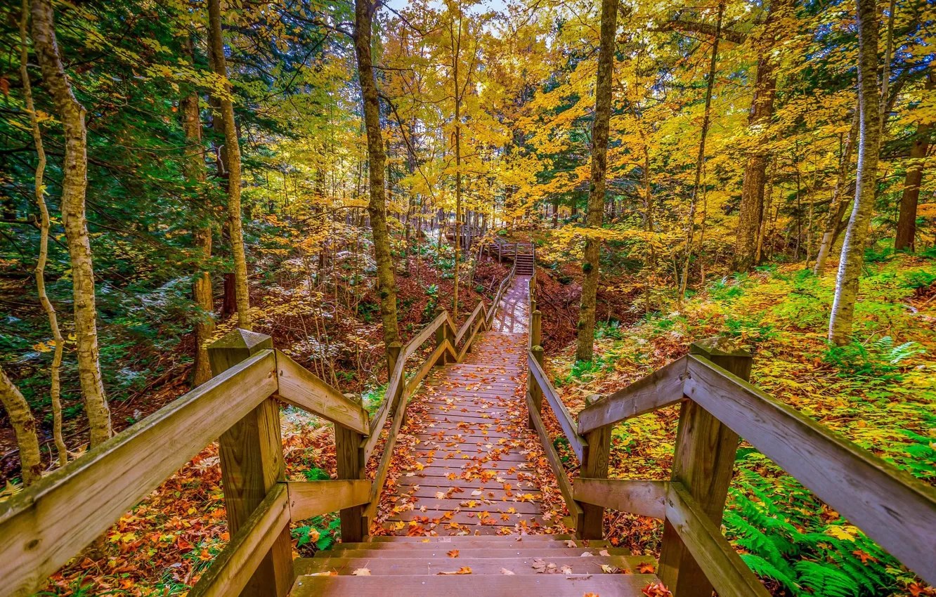 Фото обои лес, Дорога, Мост, Осень