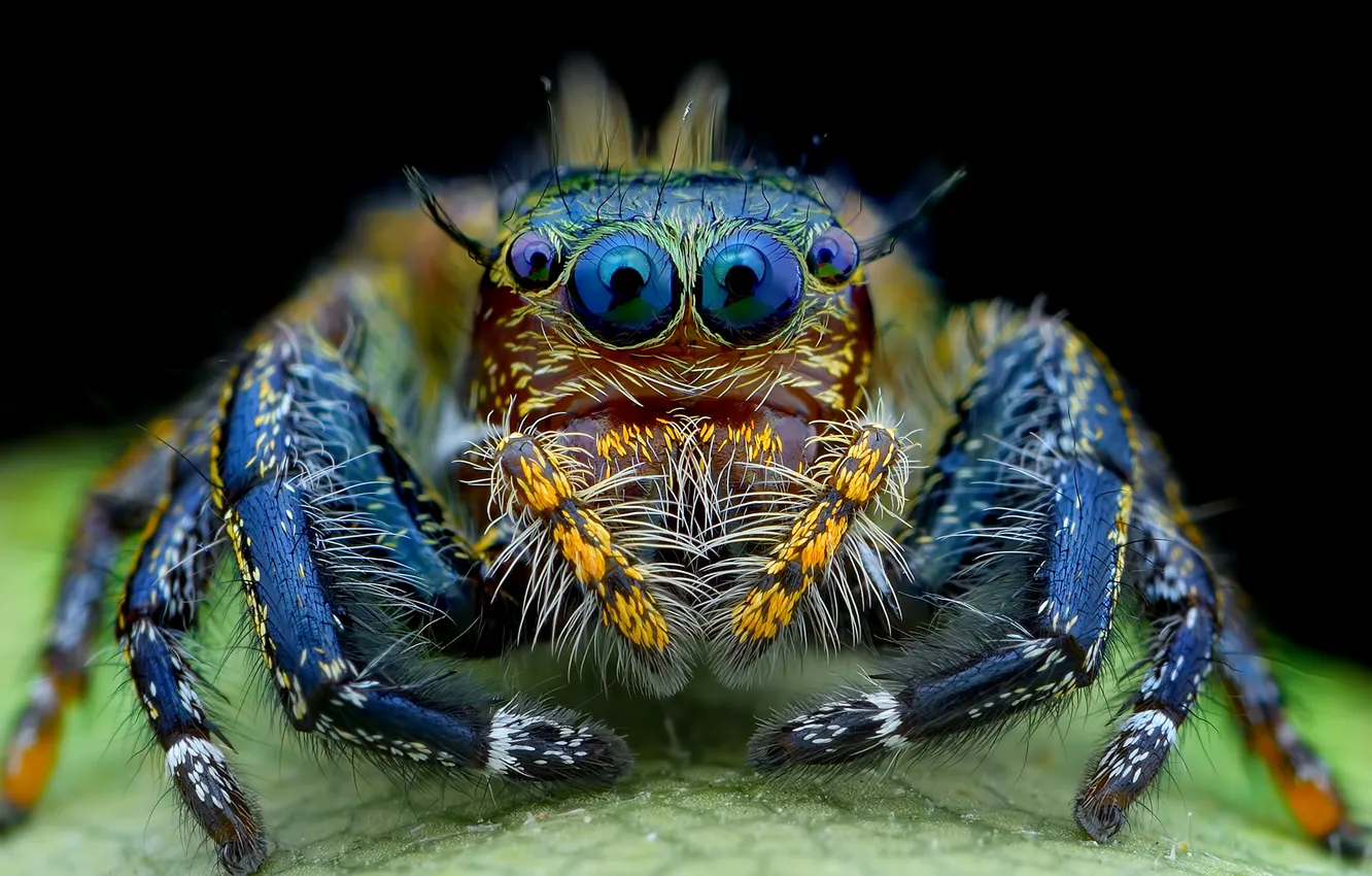 Фото обои глаза, паук, мохнатый, смотрят, джампер