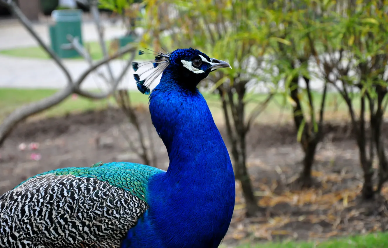 Фото обои птица, павлин, bird, оперение, красивая птица, яркое оперение, peacock, beautiful bird