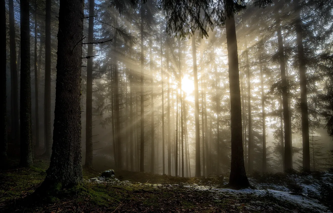 Фото обои лес, солнце, лучи, свет, природа