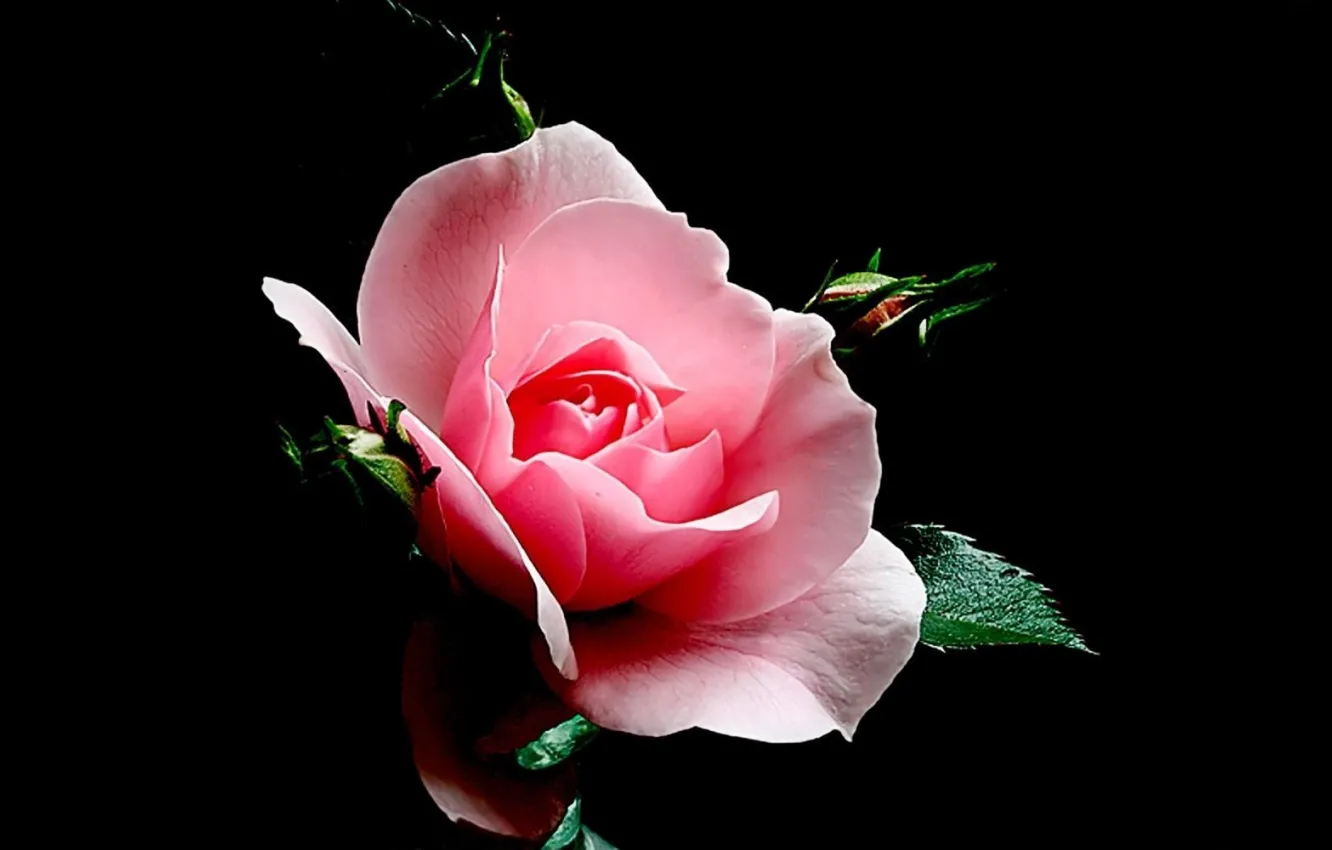 Фото обои роза, Розовая, черный фон