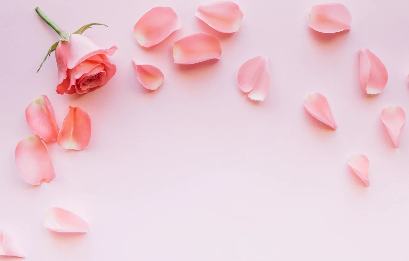 Фото обои цветы, розовый, роза, лепестки