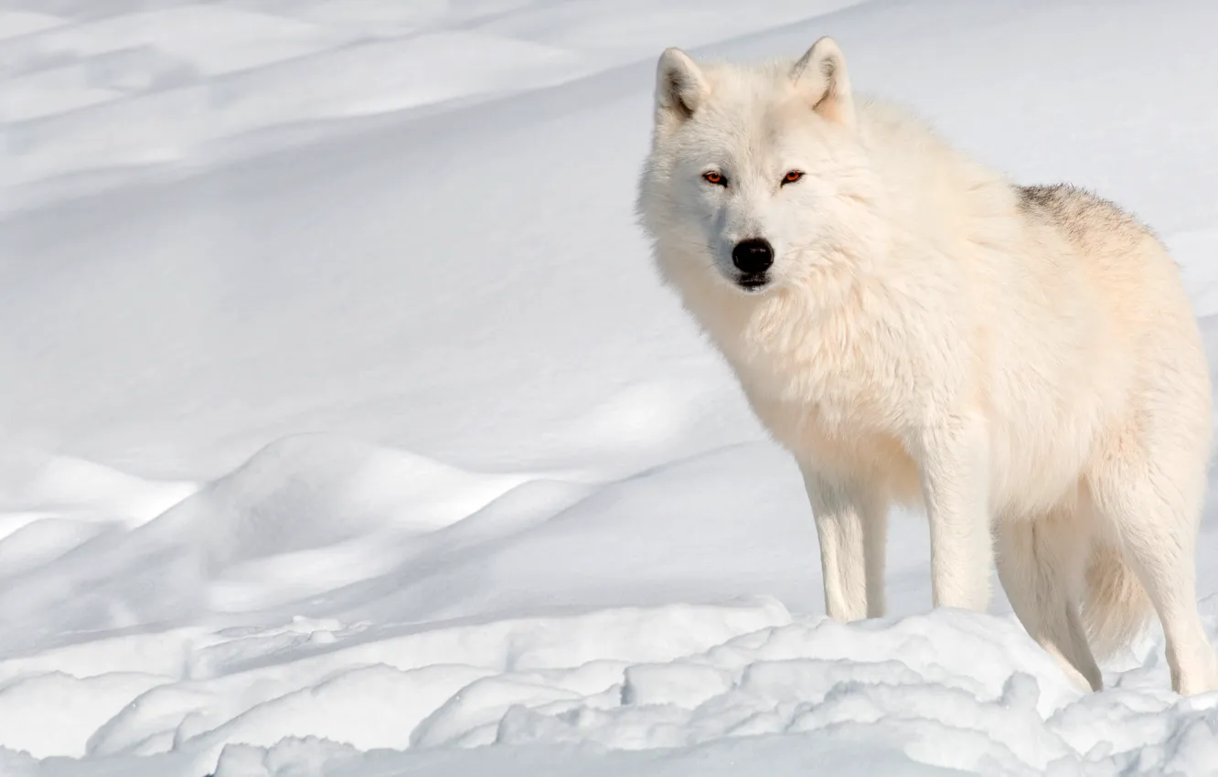 Фото обои зима, белый, солнце, снег, волк, хищник, сугробы