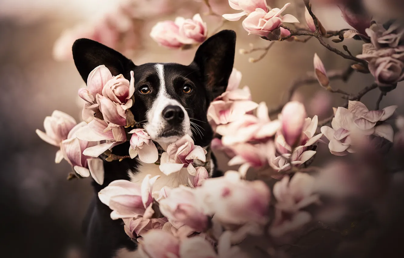 Фото обои морда, ветки, собака, уши, цветение, цветки, магнолия, Вельш-корги