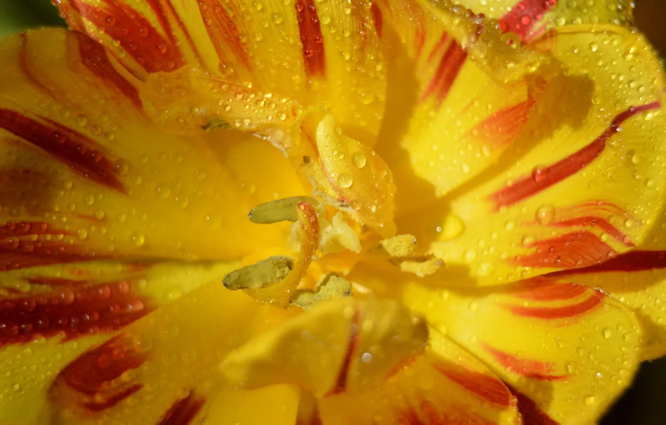 Фото обои капли, макро, macro, drops, yellow tulips, Желтый Тюльпан
