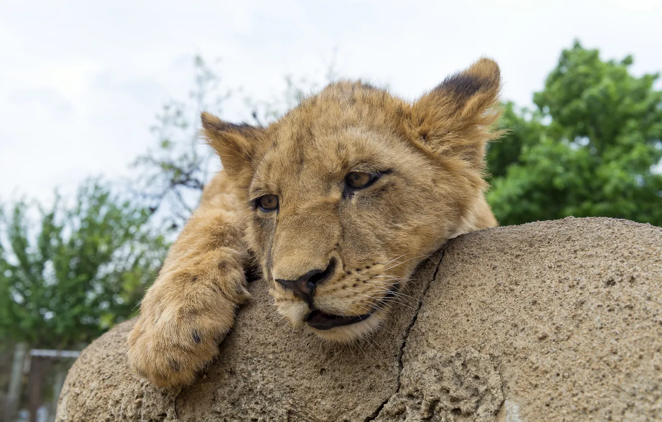 Фото обои кошка, камень, лев, детёныш, львёнок, ©Tambako The Jaguar