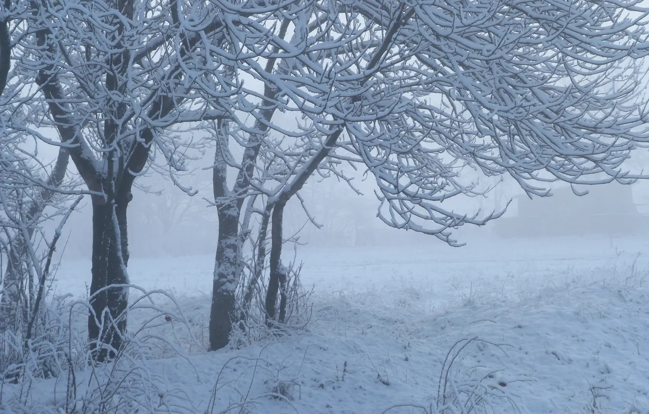 Фото обои зима, трава, снег, деревья