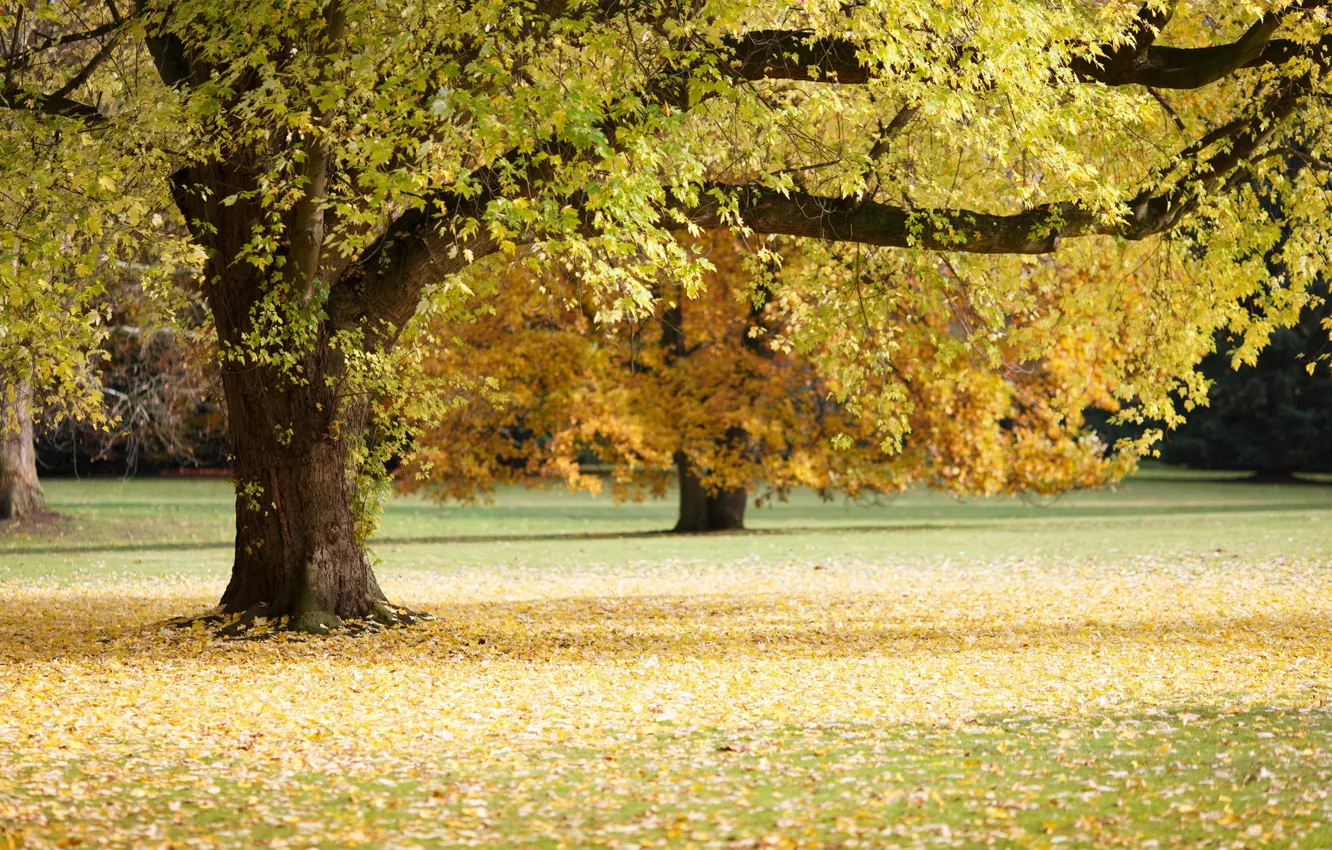Фото обои осень, природа, дерево