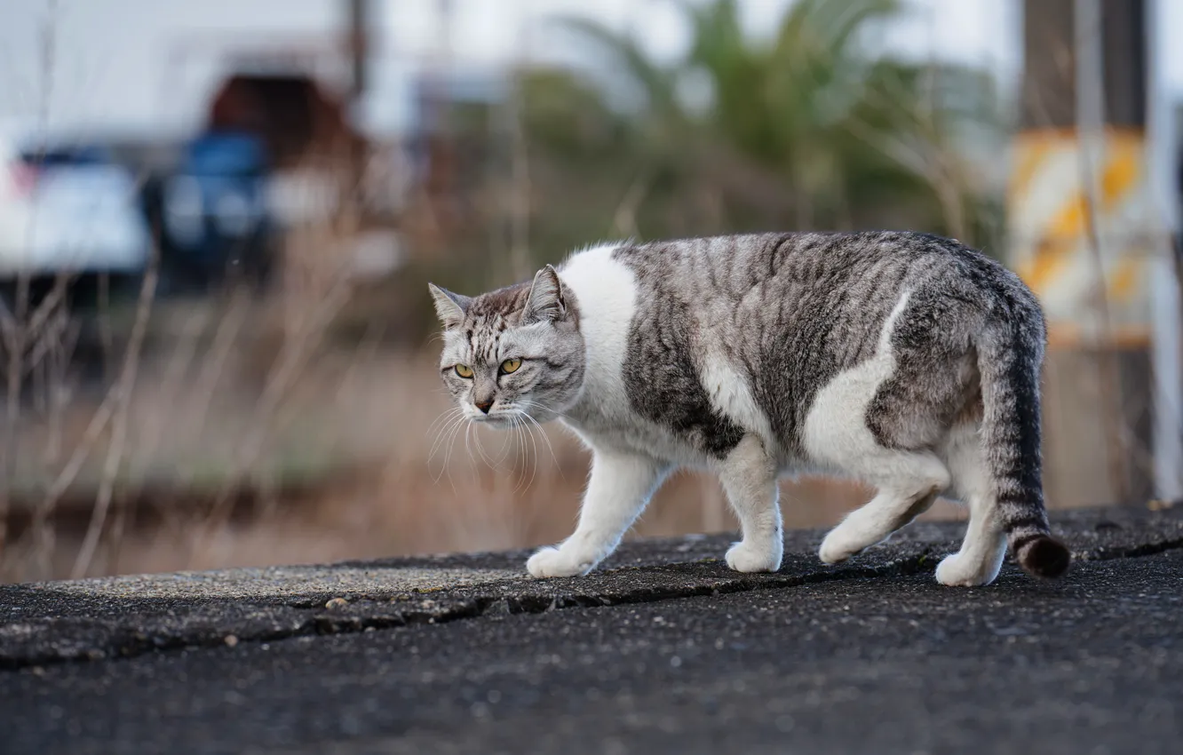 Фото обои кот, прогулка, уличный