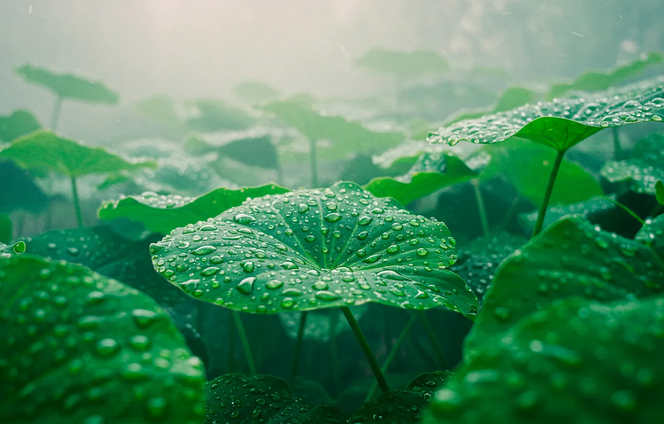 Фото обои лес, листья, капли, дождь, обои, wallpaper, forest, rain
