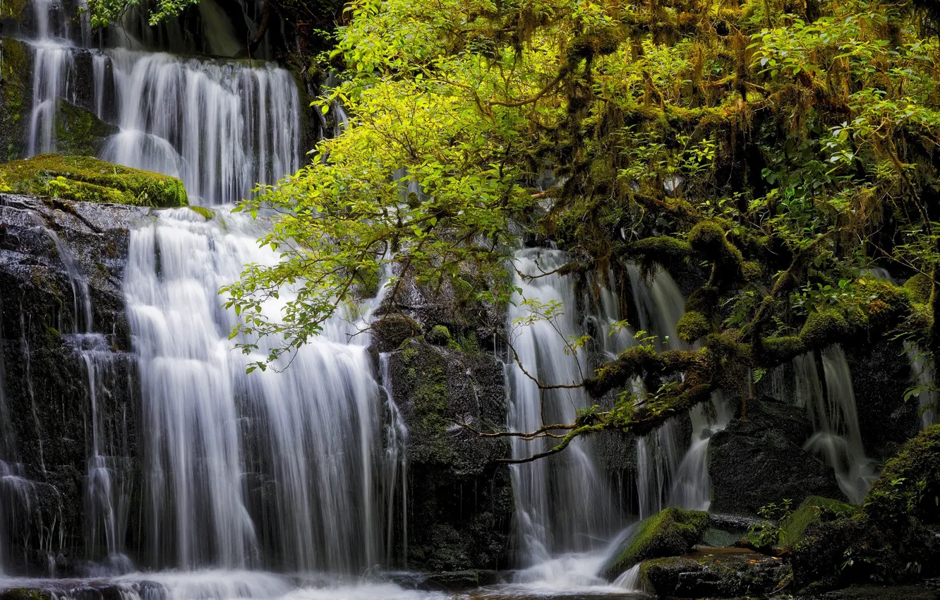 Фото обои деревья, водопад, Новая Зеландия, каскад, New Zealand, Otago, Отаго, Purakanui Falls
