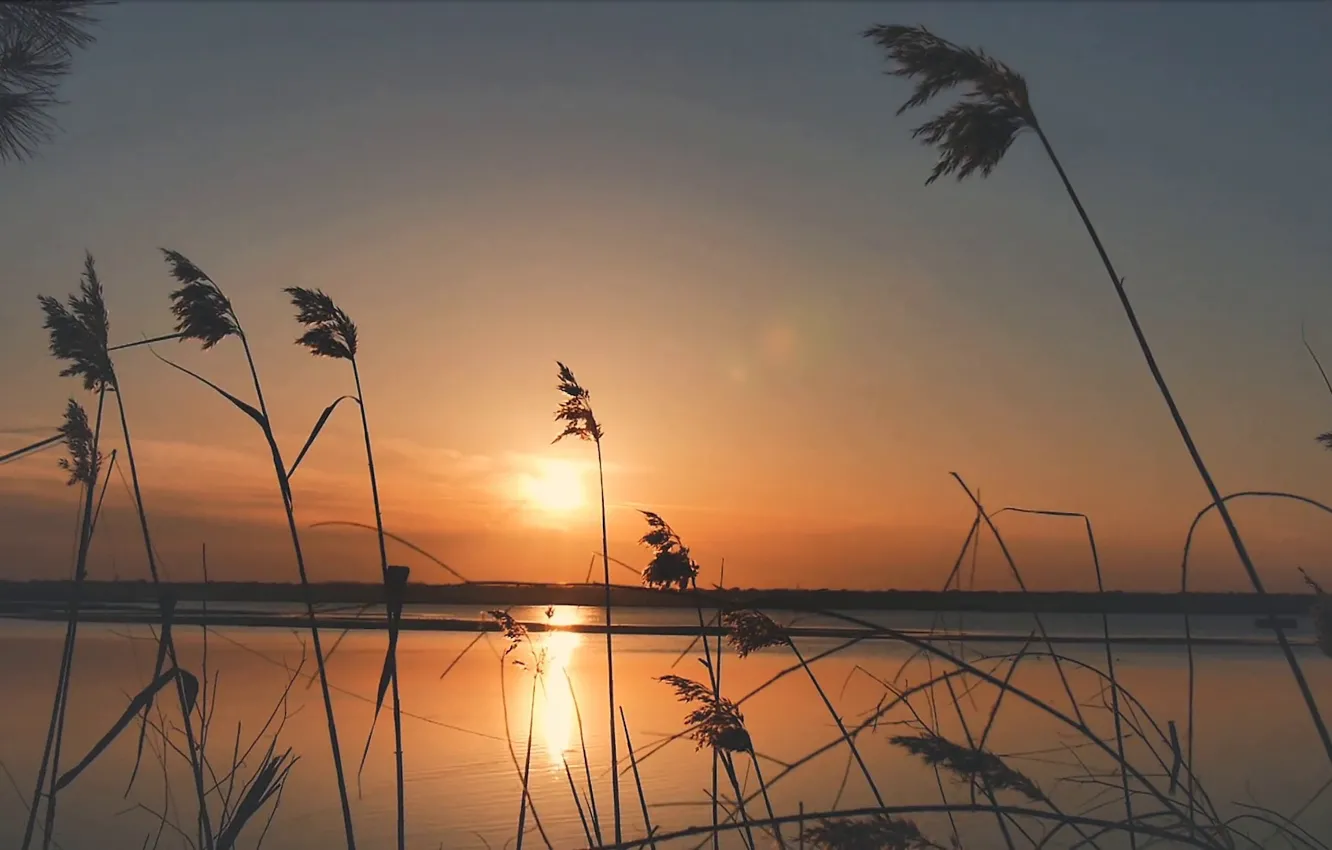 Фото обои закат, река, растения, вечер, берега, warm colors, reeds blowing in the wind, panoramic footage