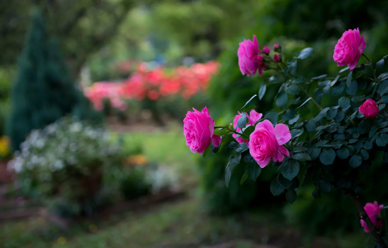 Фото обои парк, розовый, роза, куст, размытость, яркость