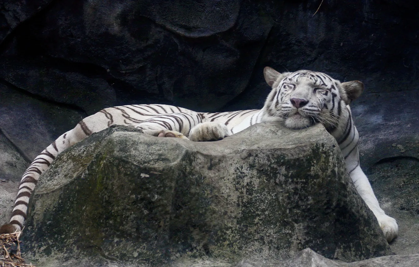 Фото обои белый, тигр, камень, спит, лежит, довольная морда
