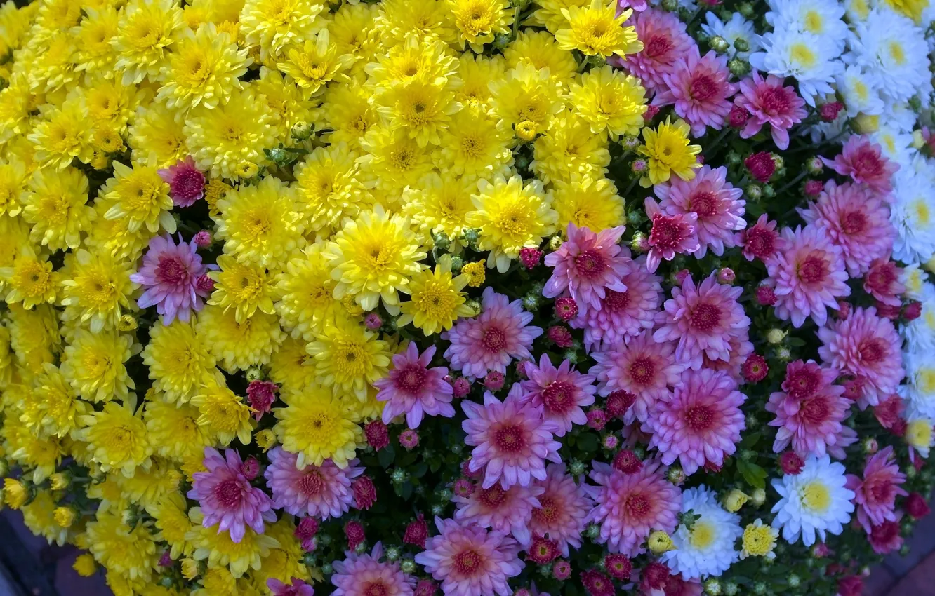 Фото обои цветы, желтые, сад, розовые, клумба, кусты, хризантемы