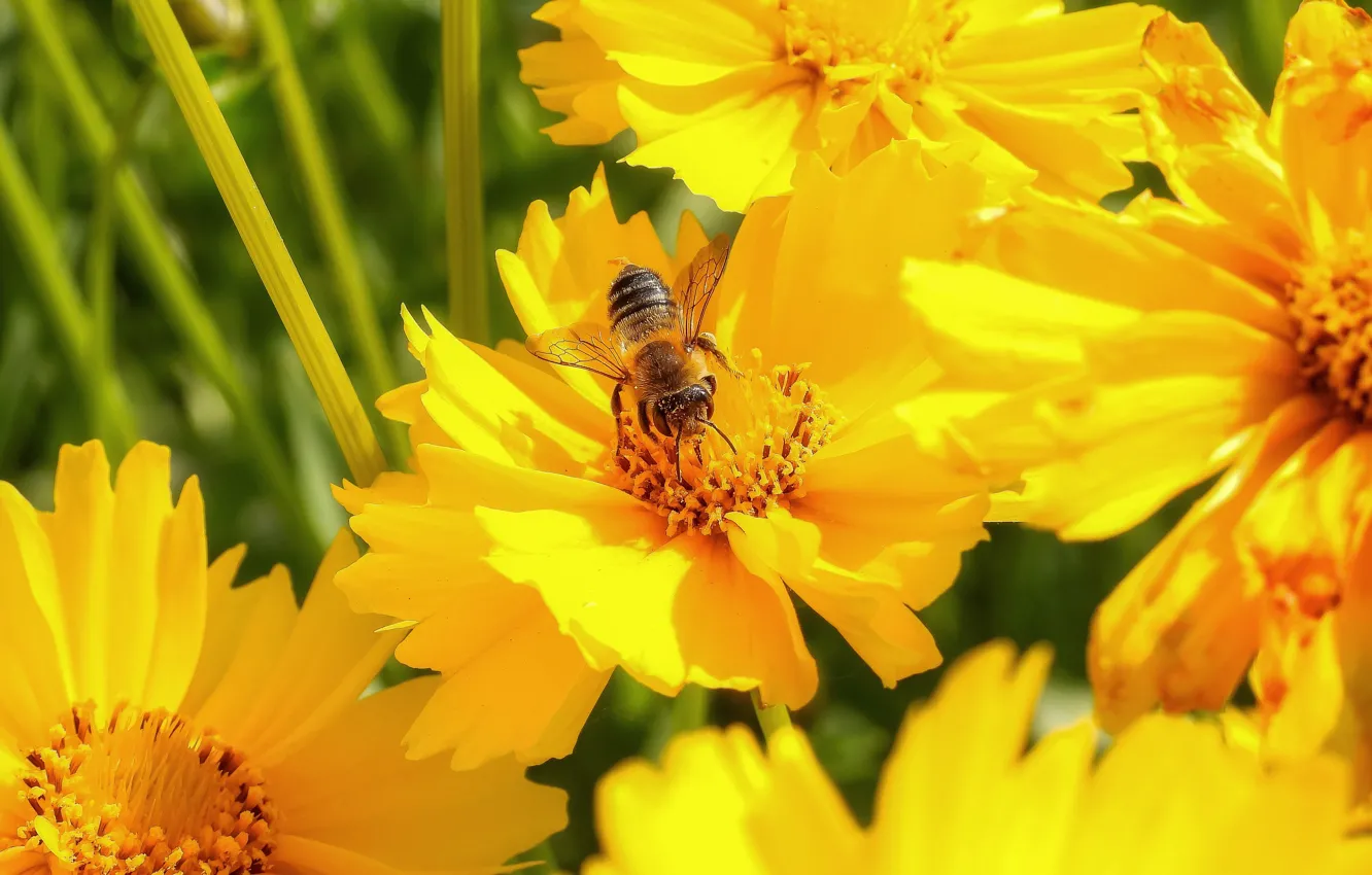 Фото обои лето, макро, цветы, пчела, желтые, опыление