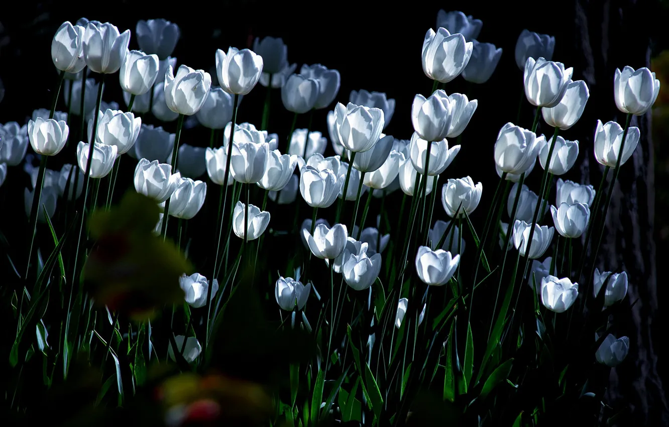 Фото обои освещение, тюльпаны, белые