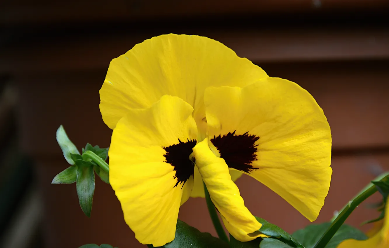 Фото обои Макро, Macro, Желтый цветок, Виола, Yellow flower