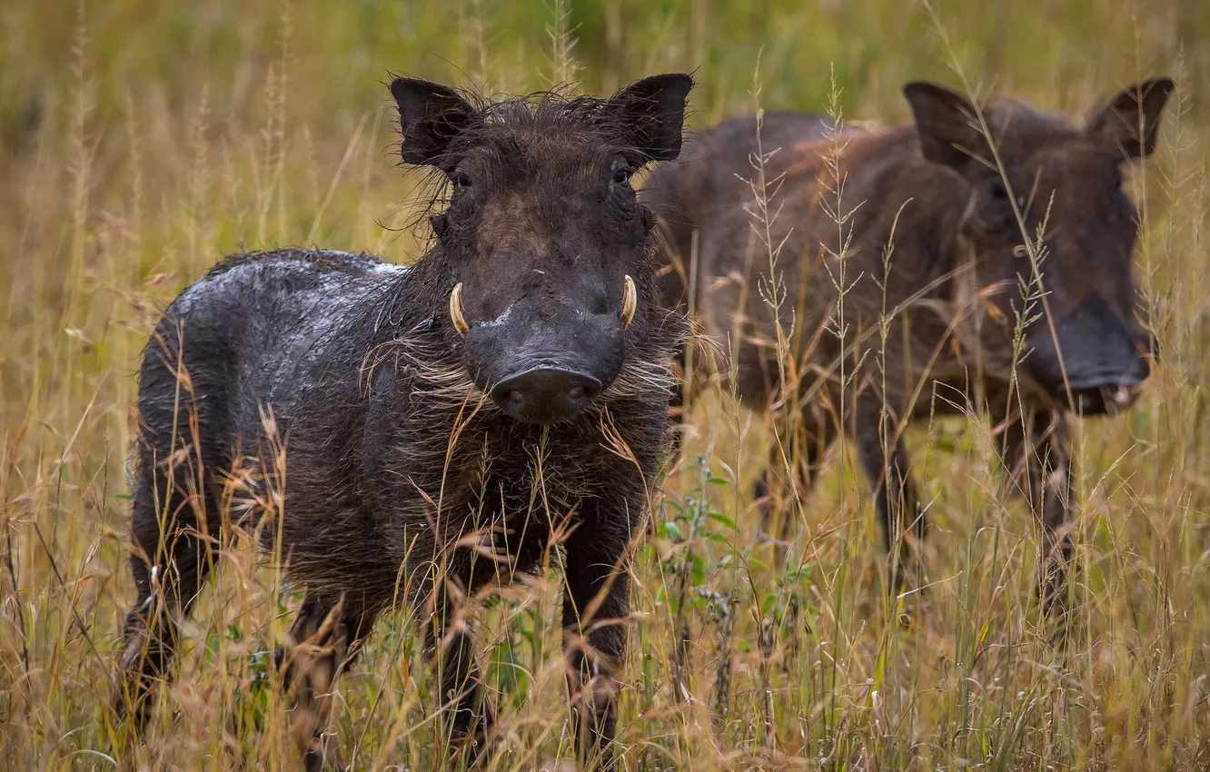 Фото обои pigs, Warthog, Phacochoerus africanus