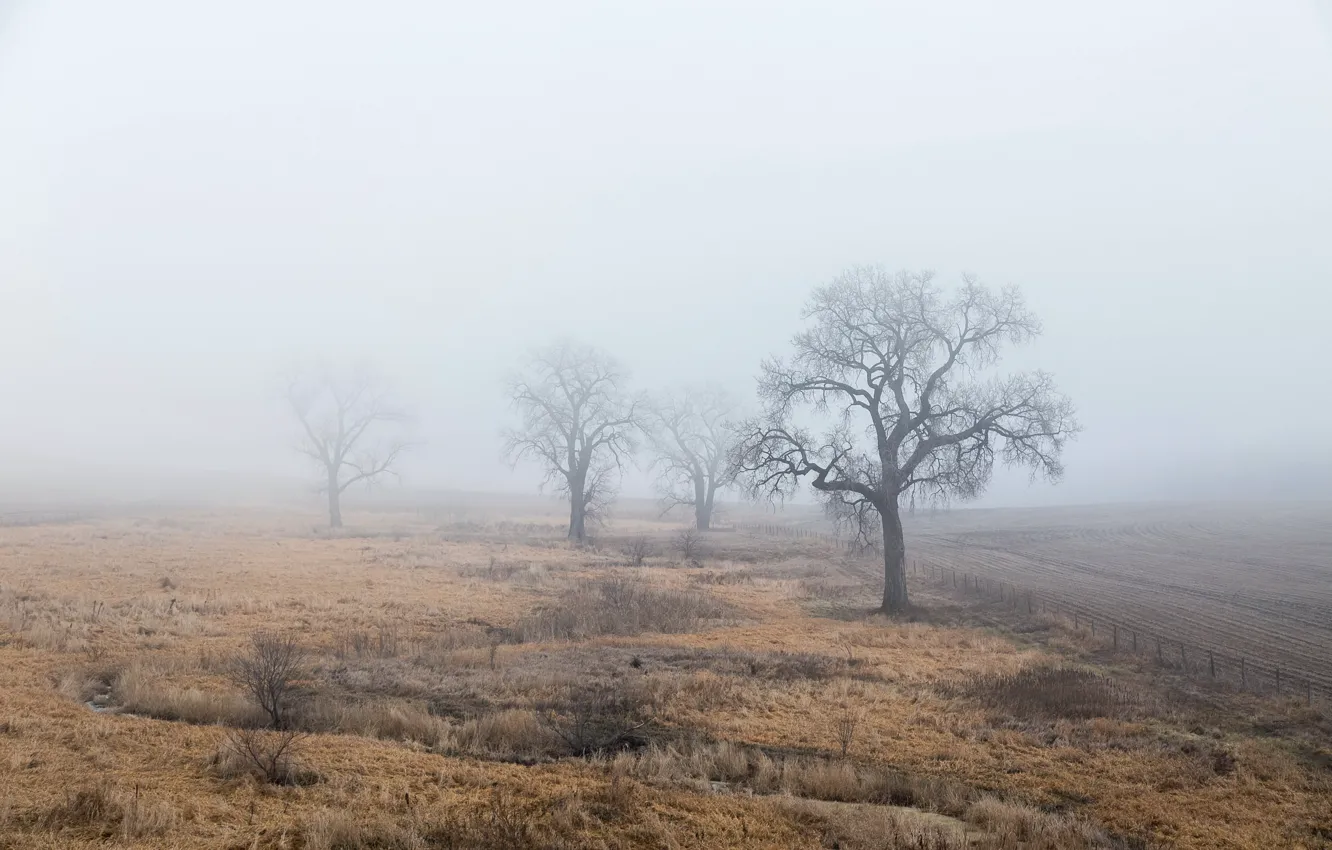 Фото обои поле, деревья, туман