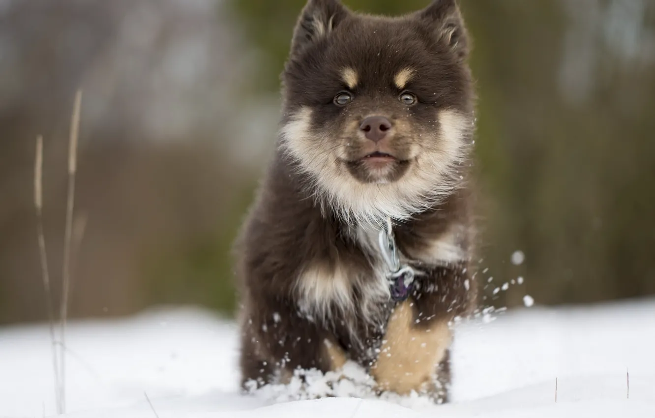 Фото обои зима, снег, собака, щенок, финская лопарская лайка, Финский лаппхунд