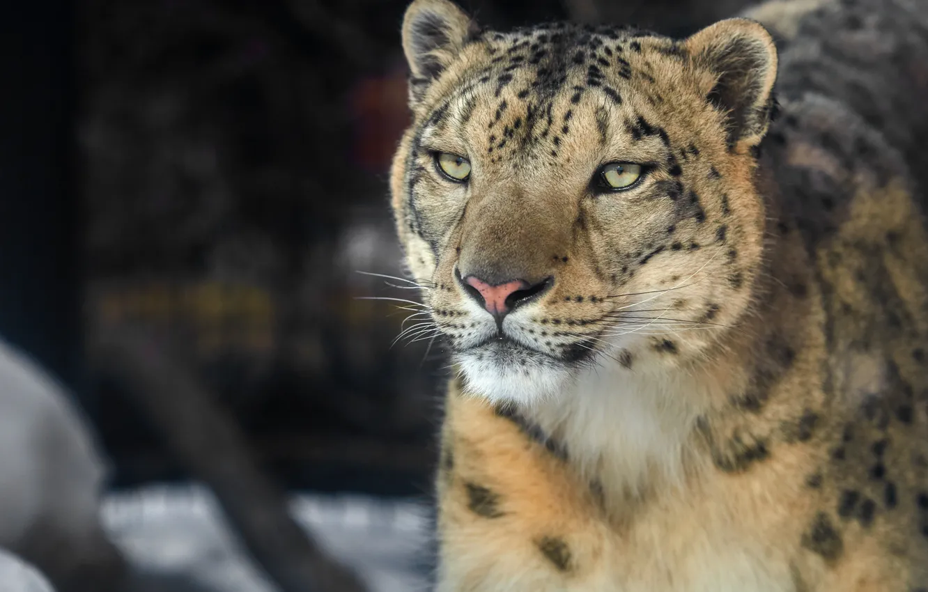 Фото обои взгляд, морда, Снежный барс, дикая кошка, Ирбис, Снежный леопард