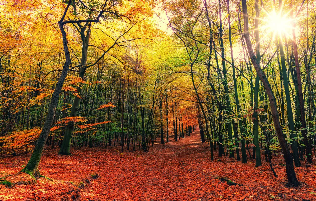 Фото обои осень, лес, солнце, листва, красота