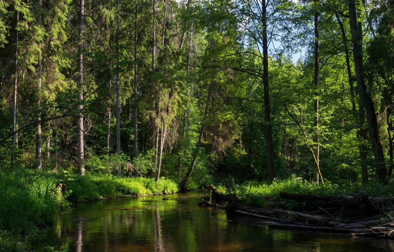 Фото обои лес, деревья, река, Минск, речька, Беларусь.