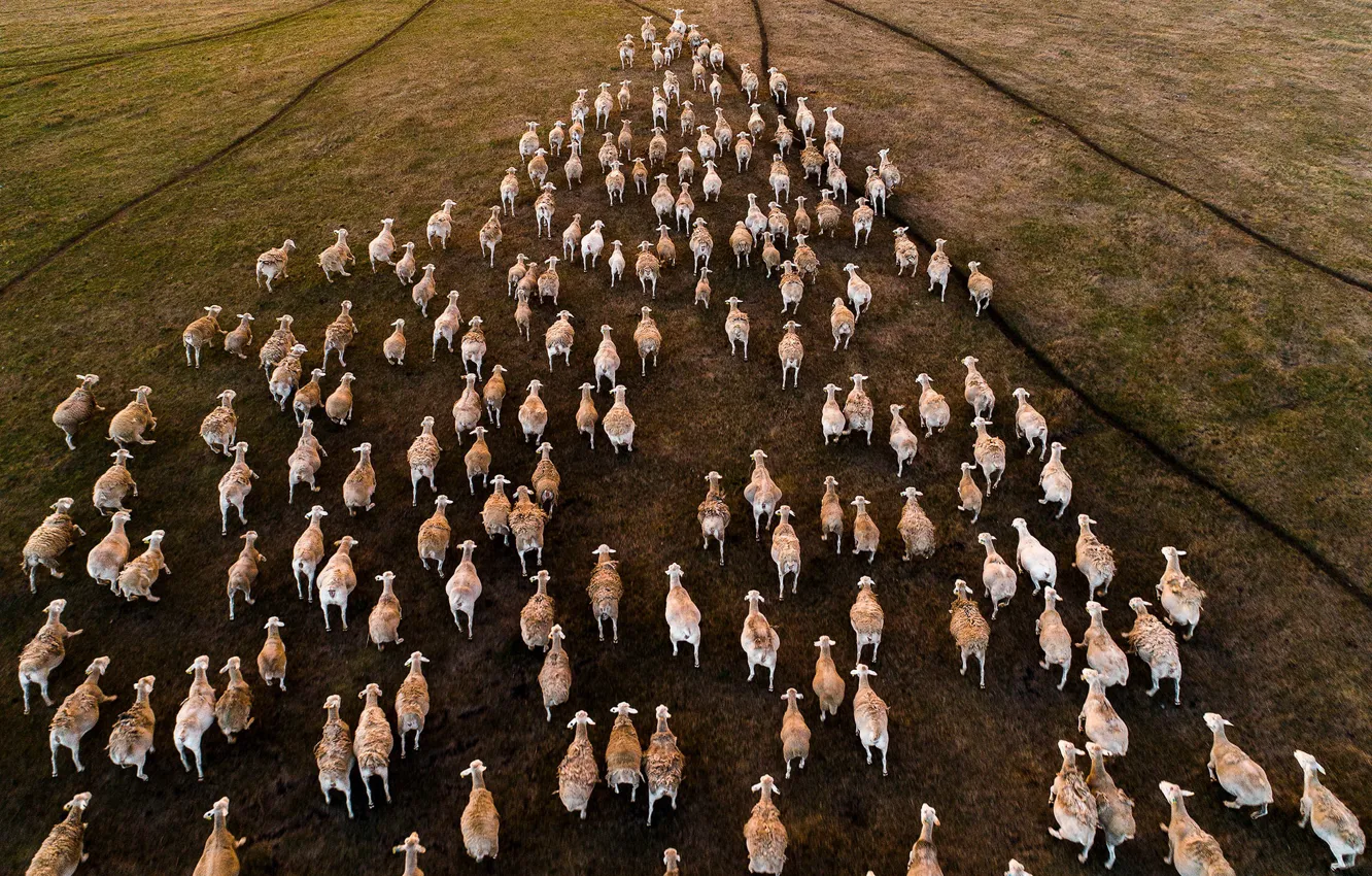 Фото обои поле, овцы, стадо