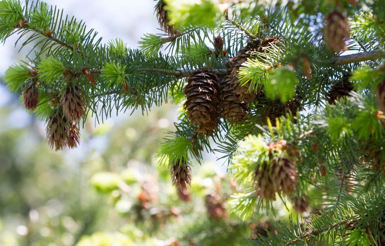 Фото обои зелень, лес, свет, ветки, елка, шишки, сосна
