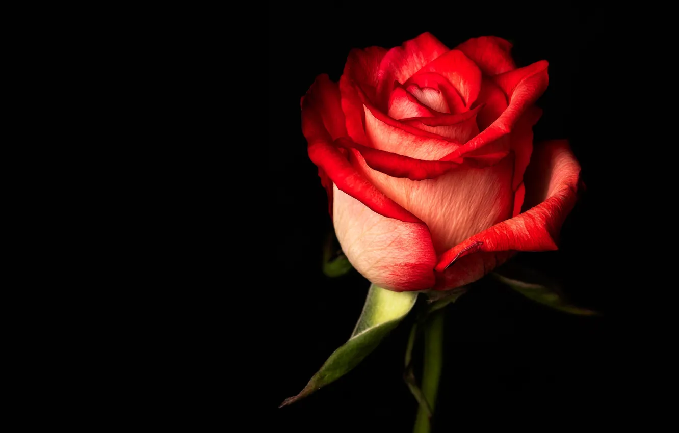 Фото обои цветок, роза, лепестки, бутон, черный фон, красная, одна