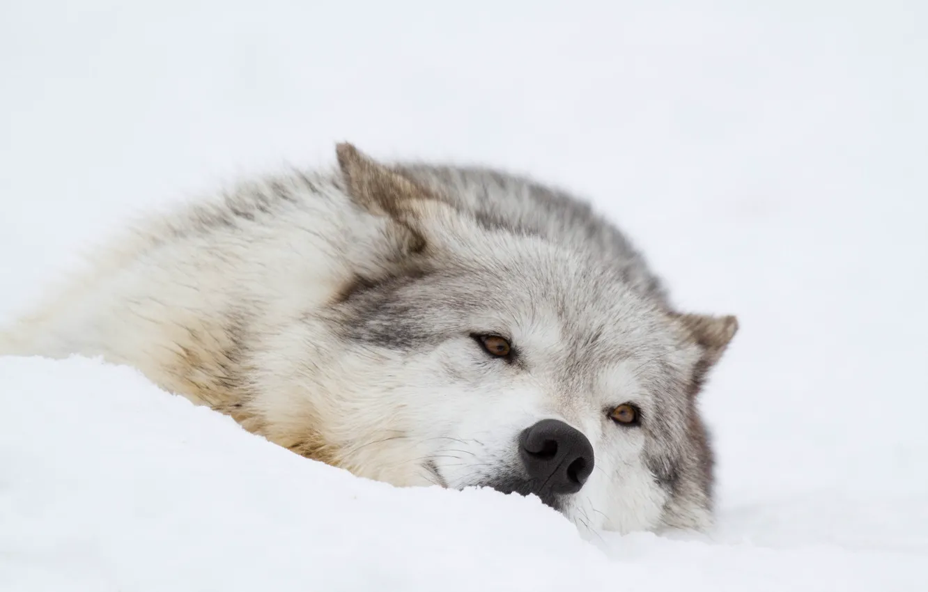 Фото обои зима, морда, снег, отдых, волк