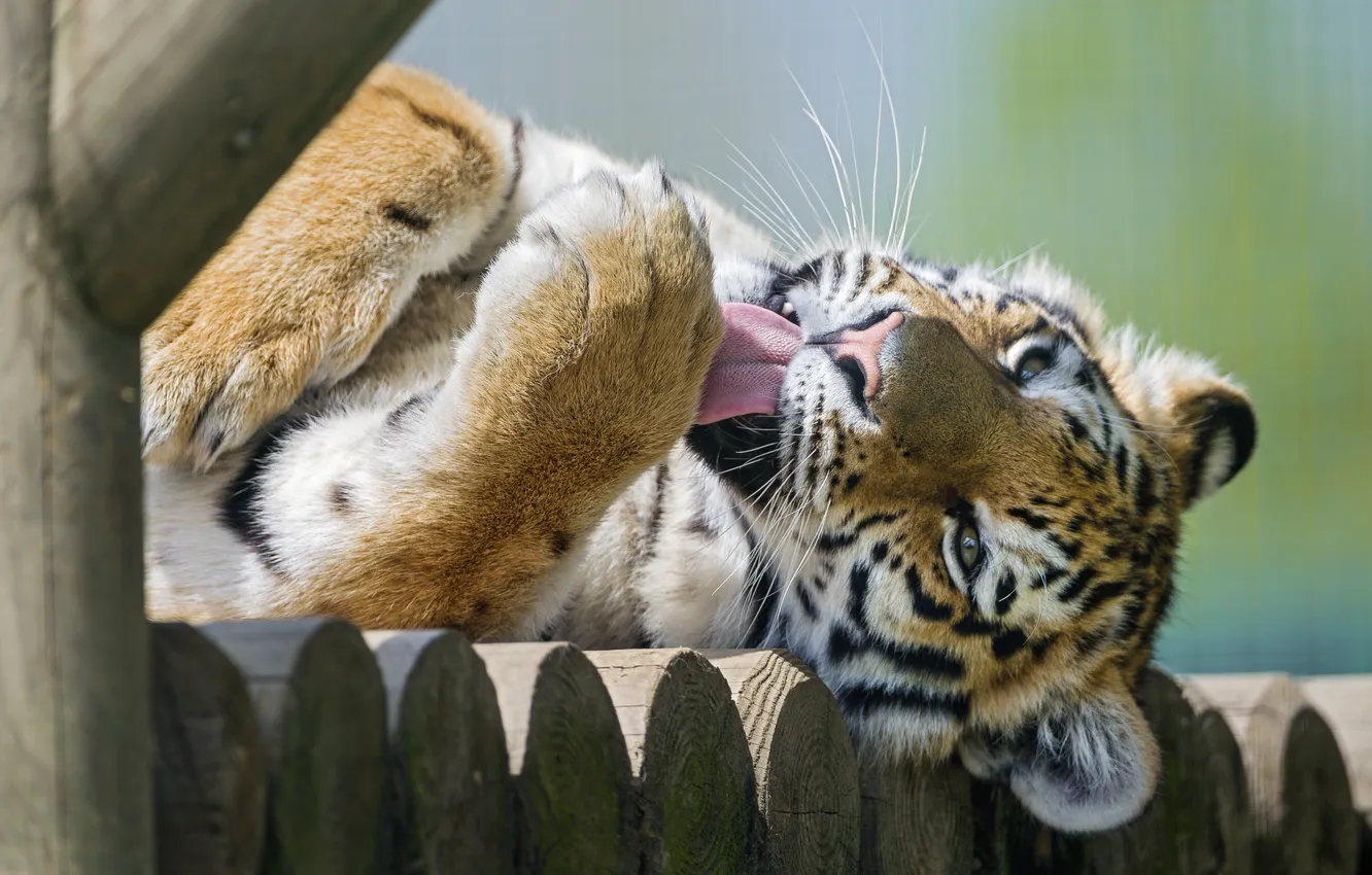 Фото обои язык, кошка, умывание, амурский тигр, ©Tambako The Jaguar