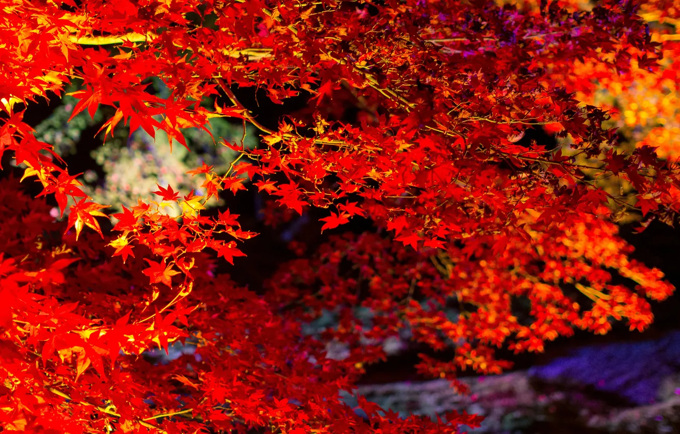 Фото обои осень, листья, ветки, дерево, клен, багрянец