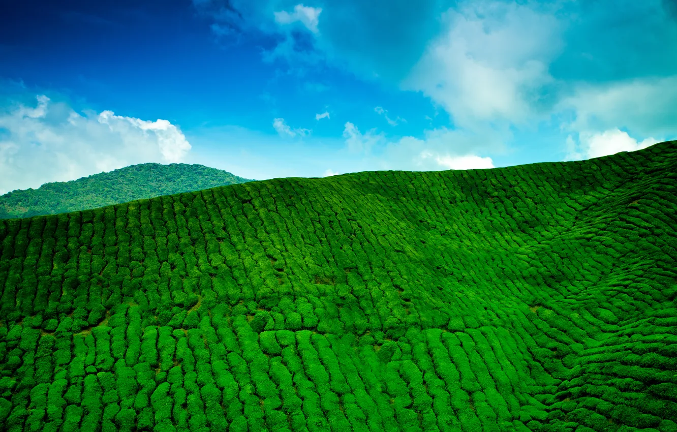Фото обои небо, облака, горы, голубое, чайная, зелёная, плантация