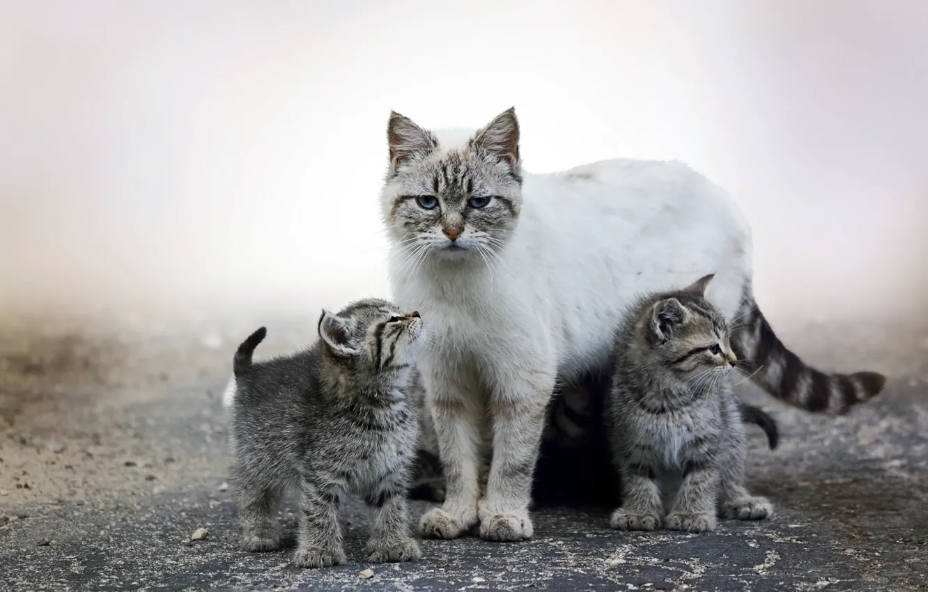 Фото обои animal, cute, kittens, mist, puppies, fur, ears, muzzle
