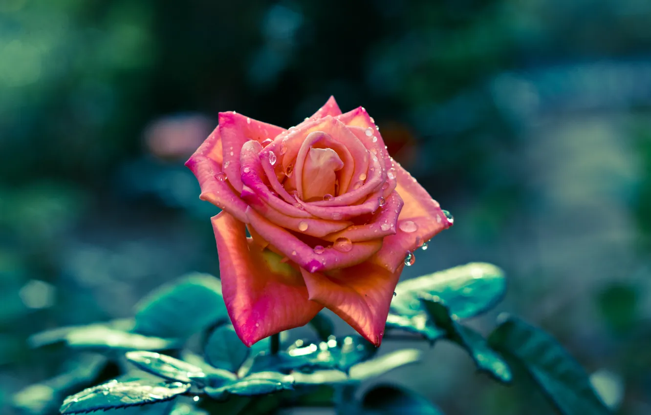 Фото обои листья, капли, цветы, розы, фокус, лепестки, стебель, flowers