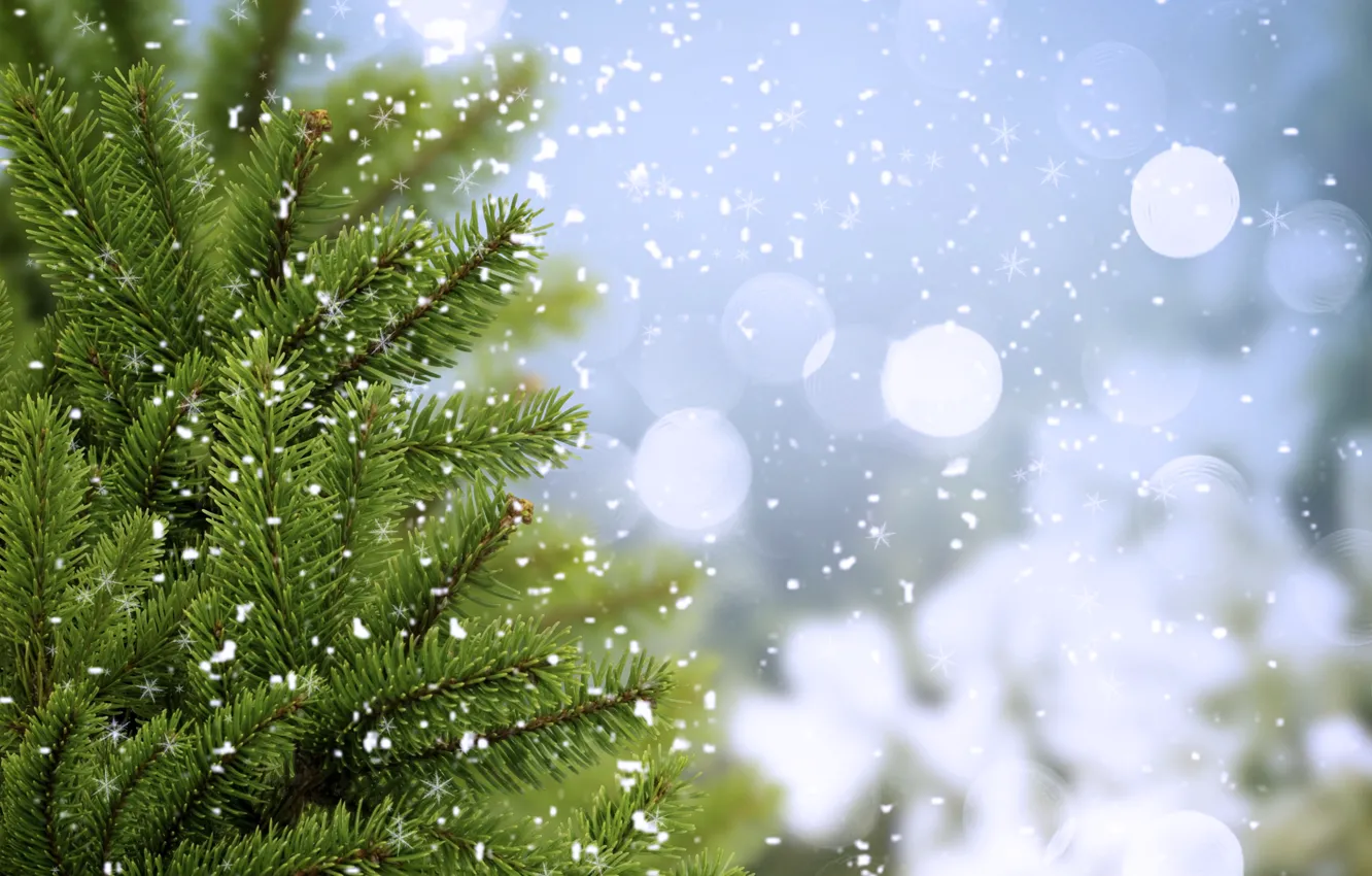 Фото обои холод, зима, зелень, деревья, снежинки, ветки, ель, ели