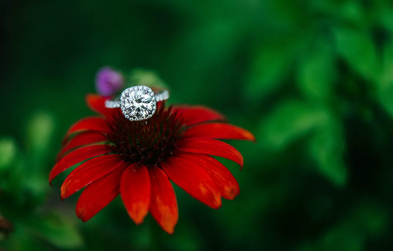 Фото обои цветок, камень, кольцо, красная, эхинацея