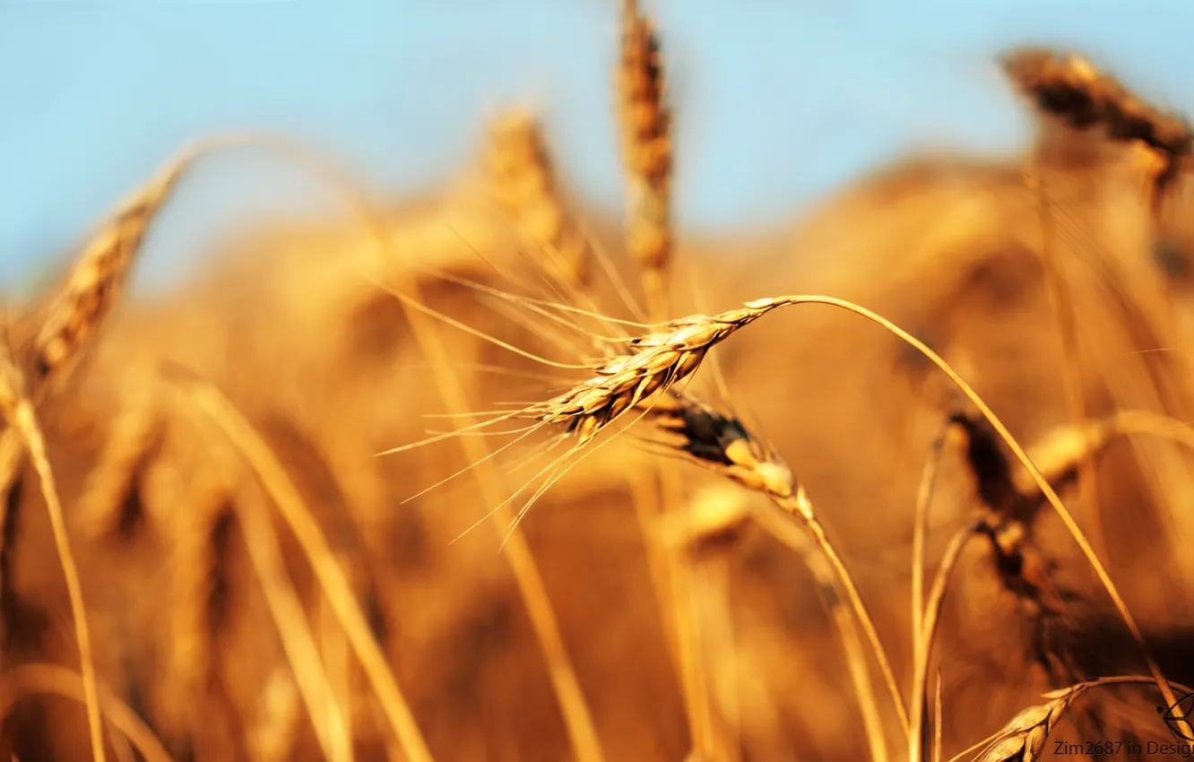 Фото обои пшеница, поле, колос, хлеб