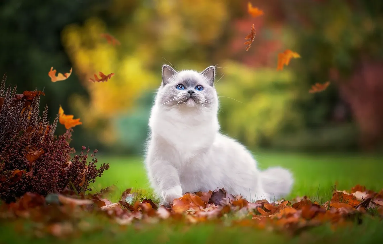 Фото обои осень, кошка, поза, парк, котенок, листва, игра, пушистый