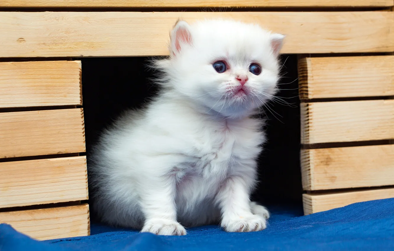 Фото обои кошка, белый, взгляд, поза, котенок, доски, укрытие, малыш