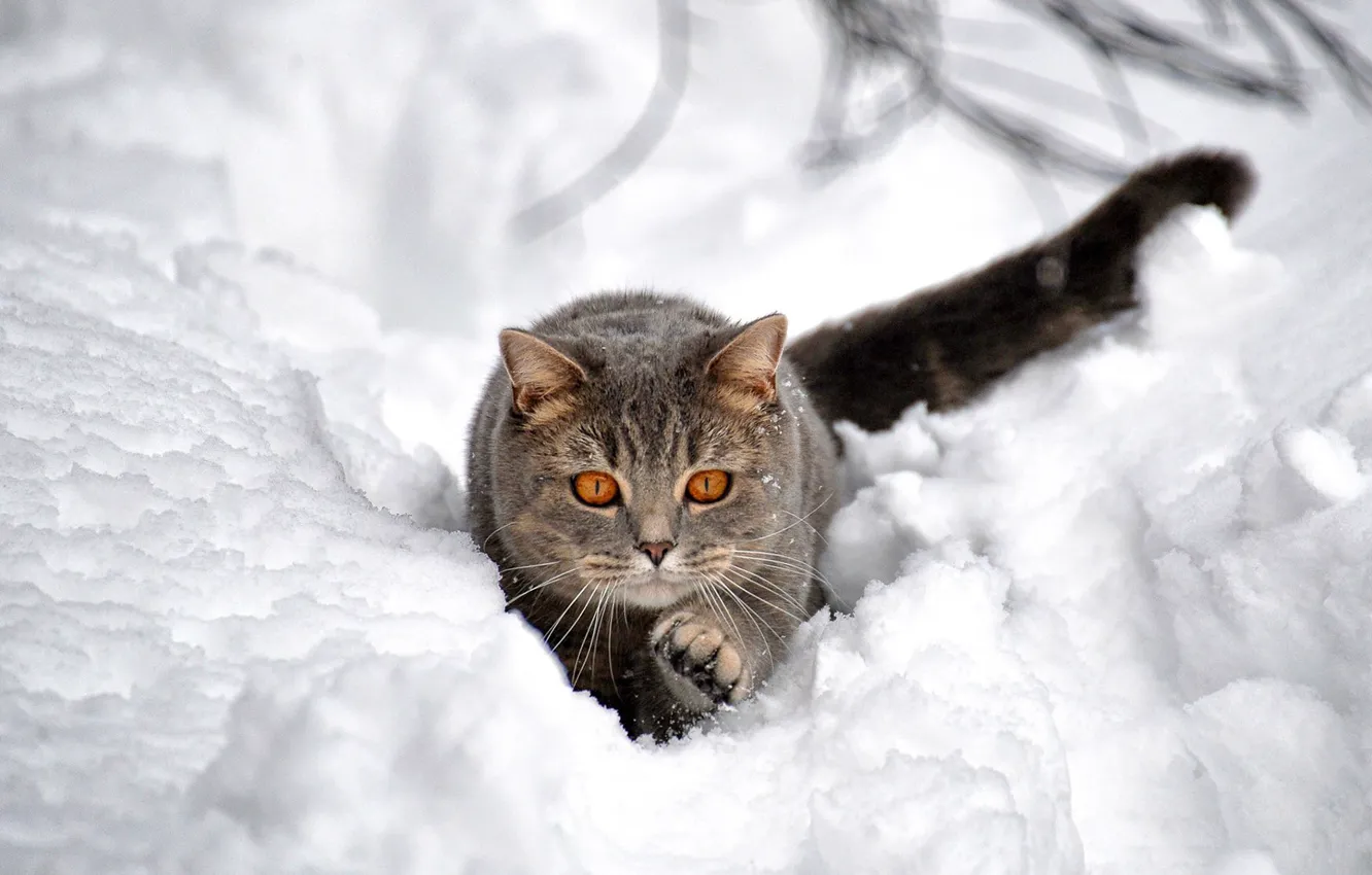 Фото обои зима, кот, снег, охота